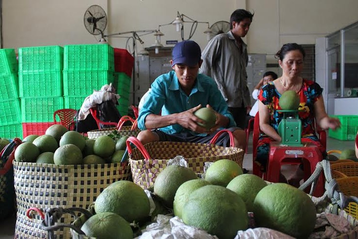 Growing green-skin grapefruits helps build new rural areas in Ben Tre - ảnh 2